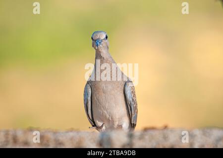 Primo piano della colomba europea della tartaruga (Streptopelia turtur). Sfondo graduato. Foto Stock