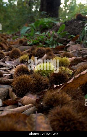 Ricci di castagno sul terreno recentemente caduti in autunno nella foresta verticalmente Foto Stock