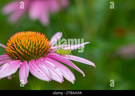 Ninfa Katydid comune di Meadow su piante di fiori selvatici. Conservazione degli insetti e della fauna selvatica, conservazione dell'habitat e concetto di giardino fiorito nel cortile. Foto Stock