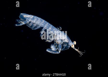 Questo palco larvale di un gambero mantis è lungo appena due centimetri ed è stato fotografato durante un'immersione blackwater Drift, in mare aperto a 50 metri con il fondo Foto Stock