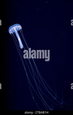 La medusa scifozoana, Pelagia sp. Soffri di verrugginità della campana e di un'ampia bocca sotto la campana, Yap, Stati Federati di Micronesia. Foto Stock