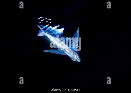 Un pesce volante a pinna corta, Exocoetus gibbifrons, sott'acqua, in superficie. Questa immagine è stata scattata di notte con la parte inferiore di oltre 5000 piedi sotto, diversi m. Foto Stock