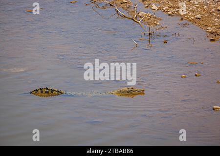 Un coccodrillo d'acqua salata, Crocodylus porosus, nel fiume Rib Maluilada, nella Repubblica Democratica di Timor Est. Foto Stock