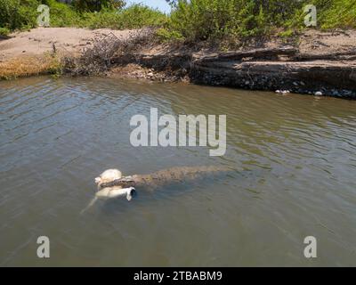 Questo coccodrillo di acqua salata, Crocodylus porosus, ha rapito e ucciso una pecora domestica dalla riva del fiume Maluilada, la Repubblica Democratica di T Foto Stock