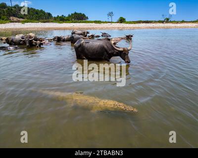 Questi bufali d'acqua domestici asiatici, Bubalus arnee, stanno tenendo d'occhio questo coccodrillo d'acqua salata, Crocodylus porosus, con cui condividono il fiume Foto Stock