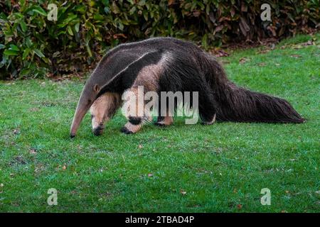 Bellissimo Anteater gigante (Myrmecophaga tridactyla) Foto Stock