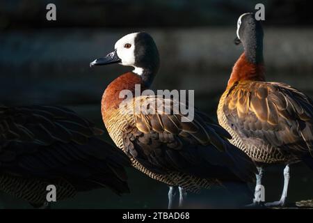 Di fronte bianco-sibili anatra (Dendrocygna viduata) Foto Stock