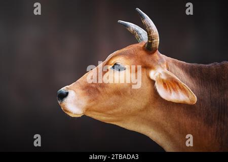 Testa di mucca con corna (Bos taurus) Foto Stock