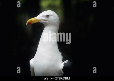 Kelp Gull (Larus dominicanus) - gabbiano Foto Stock