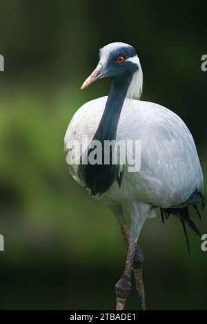 Uccello della gru demoiselle (Grus virgo) Foto Stock