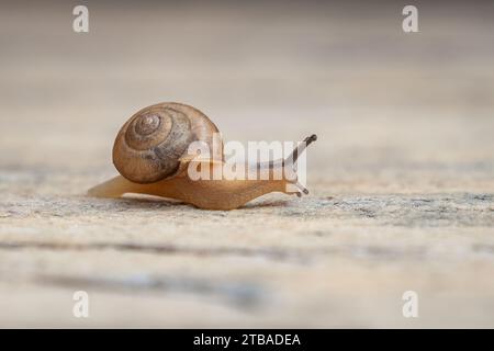 Chiocciola da giardino - Chiocciola asiatica (Bradybaena similaris) Foto Stock