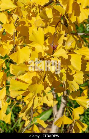foglie gialle di ginkgo autunnale, ginkgo biloba, autunno brillante Foto Stock