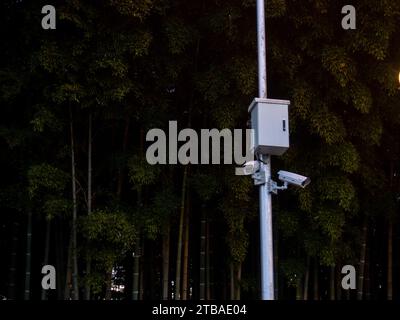 Telecamere di sorveglianza nel parco. Sistema di tracciamento su sfondo di bambù. Al crepuscolo. Attrezzatura su un palo. Concetto di sorveglianza delle persone Foto Stock