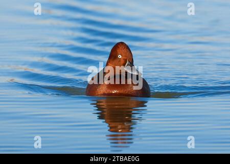 Anatra ferruginosa, frutteto ferruginoso, comune occhio bianco, frutteto dagli occhi bianchi (Aythya nyroca), nuoto, vista frontale, Italia, Toscana Foto Stock