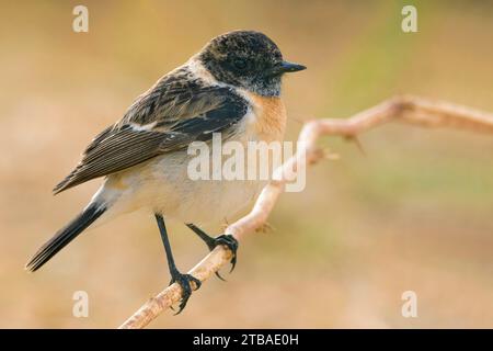 Chat in pietra siberiana, chat in pietra asiatica (Saxicola maurus), appollaiato su un ramoscello, vista laterale, Kuwait, al Abraq Farm, al Abraq Foto Stock