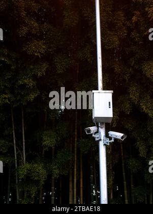 Telecamere di sorveglianza nel parco. Sistema di tracciamento su sfondo di bambù. Al crepuscolo. Attrezzatura su un palo. Concetto di sorveglianza delle persone Foto Stock