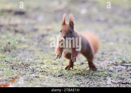 Scoiattolo rosso europeo, scoiattolo rosso eurasiatico (Sciurus vulgaris), che corre in un prato, vista frontale, Germania, Meclemburgo-Pomerania occidentale Foto Stock