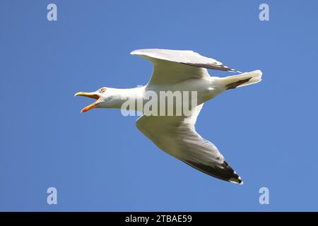 Gabbiano delle aringhe (Larus argentatus), in volo, in arrivo, Germania, Meclemburgo-Pomerania occidentale Foto Stock