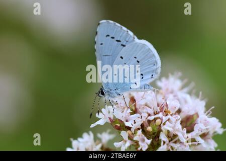 Blu azzurro, azzurro azzurro (Celastrina argiolus, Celestrina argiolus, Cyaniris argiolus, Lycaena argiolus), seduti su fiori, Germania, Foto Stock