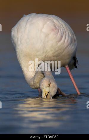 Il fenicottero maggiore (Phoenicopterus roseus, Phoenicopterus ruber roseus), il foraggio immaturo di uccelli in acque poco profonde, vista frontale, Italia, Toscana Foto Stock