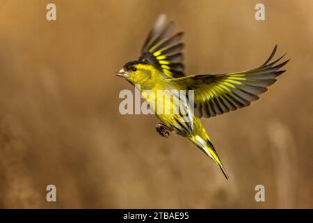 Siskin abete rosso, siskin euroasiatica, siskin europeo, siskin comune, siskin (spinus spinus, Carduelis spinus), maschio in volo, vista laterale, Italia, Toscana, Foto Stock