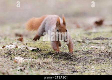 Scoiattolo rosso europeo, scoiattolo rosso eurasiatico (Sciurus vulgaris), che corre in un prato, vista frontale, Germania, Meclemburgo-Pomerania occidentale Foto Stock