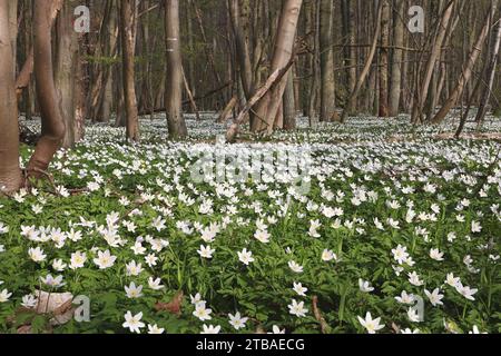 Anemone di legno (Anemone nemorosa), tappeto floreale in una foresta, Germania, Meclemburgo-Pomerania occidentale Foto Stock