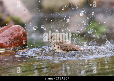 Parula da giardino (Sylvia borin), bagno, Germania, Meclemburgo-Pomerania occidentale Foto Stock