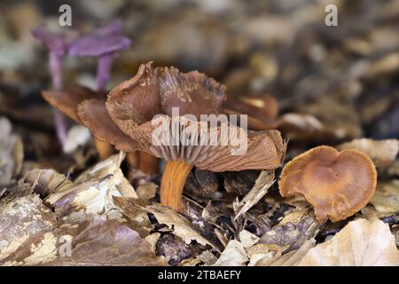 Cappelletta di sangue (Cortinarius sanguineus), corpi fruttiferi in terreno forestale, Germania, Meclemburgo-Pomerania occidentale Foto Stock