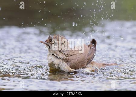 Parula da giardino (Sylvia borin), bagno, Germania, Meclemburgo-Pomerania occidentale Foto Stock