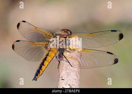 Scarso Chaser dragonfly, scarce libellula (Libellula fulva), femmina seduta su un ramo, vista posteriore, Germania, Meclemburgo-Pomerania occidentale Foto Stock