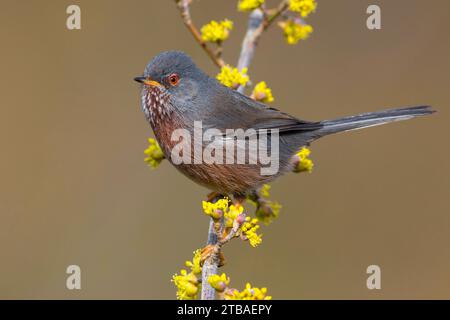 Parula di Dartford (Sylvia undata, Curruca undata), arroccata su un ramoscello giallo fiorito, vista laterale, Italia, Toscana, Monti del Pratomagno Foto Stock