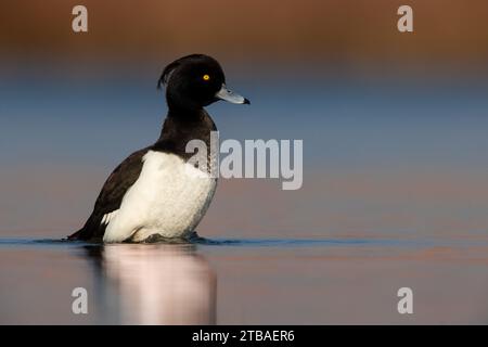 Anatra tufted (Aythya fuligula), drake arroccato in acque poco profonde, vista laterale, Italia, Toscana, piana fiorentina; stagni dei Colli alti, Signa Foto Stock