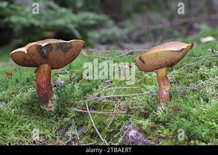 Bolete a stelo punteggiato, bolete a stelo punteggiato, Scarletina bolete (Neoboletus erythropus, Boletus erythropus, Boletus luridiformis), due corpi fruttiferi su Foto Stock