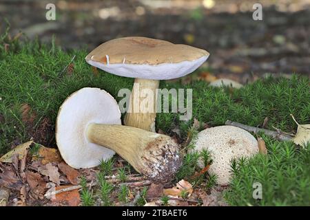 Bolete amaro (Tylopilus felleus), corpi fruttiferi su un terreno boschivo di muschi, vista laterale, Germania, Meclemburgo-Pomerania occidentale Foto Stock