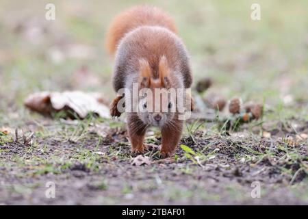 Scoiattolo rosso europeo, scoiattolo rosso eurasiatico (Sciurus vulgaris), che corre in un prato, vista frontale, Germania, Meclemburgo-Pomerania occidentale Foto Stock