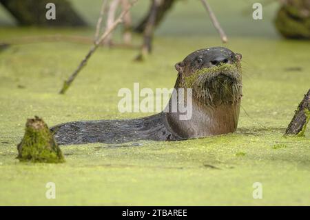 Fiume nordamericano con baffi verdi in una palude Foto Stock