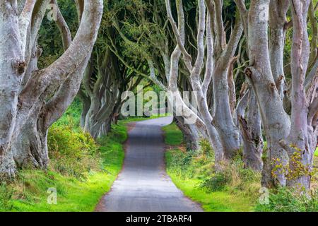 The Dark Hedges, Armoy, Contea di Antrim, Irlanda del Nord, Regno Unito Foto Stock