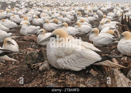 Ritratto di Northern Gannet nella sua colonia Foto Stock