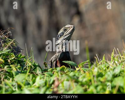 Eastern Water Dragon, lucertole australiane Foto Stock
