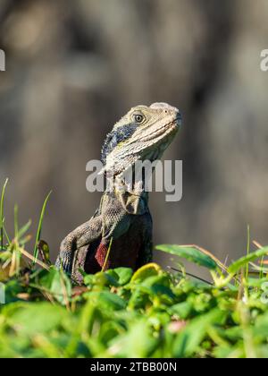 Eastern Water Dragon, lucertole australiane, pancia rossa superiore Foto Stock