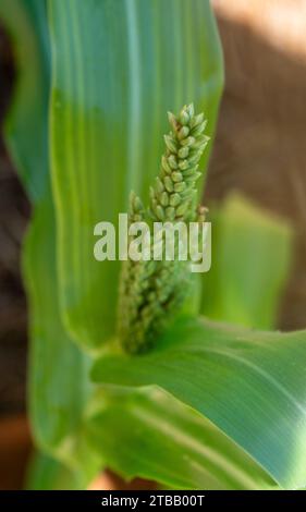 Fiori di mais verde o Tassel da vicino Foto Stock