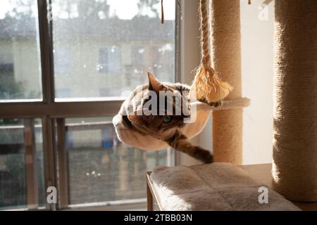 Bel gatto bengala alla moda. Ritratto animale. Gatto giocoso. Il gatto bengala è sdraiato sul pavimento. . Foto di alta qualità Foto Stock