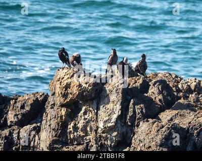 Australian Magpies, un coro di uccelli canori che cantano sulle rocce che si affacciano sull'Oceano Pacifico, Australia Foto Stock