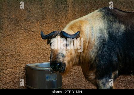 Takin del Sichuan, Budorcas taxicolor tibetana Foto Stock