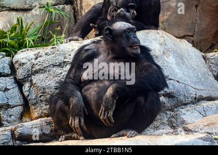 Un vecchio scimpanzé, Pan troglodytes Foto Stock