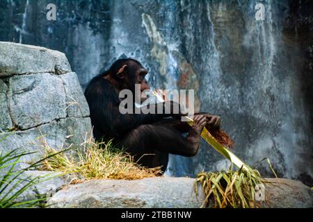 Scimpanzé che mangia una foglia, Pan troglodytes Foto Stock