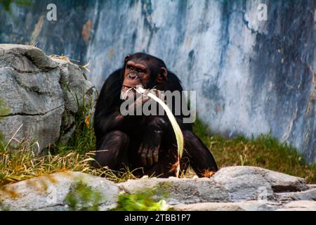 Scimpanzé che mangia una foglia, Pan troglodytes Foto Stock