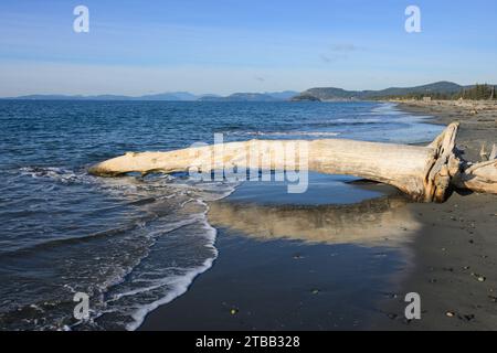 Un grande albero di sabbia bagnato sulla spiaggia sabbiosa di Whidbey Island con onde dolci Foto Stock
