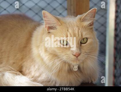 Gatto zenzero tabby all'aperto nel suo recinto Foto Stock